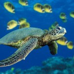 Sea Turtle