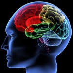 Brain Density