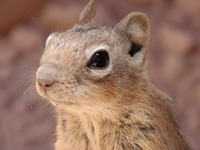 lemming lemming
