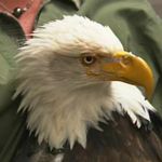 Beauty the Bald Eagle