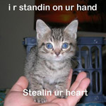 lolcat