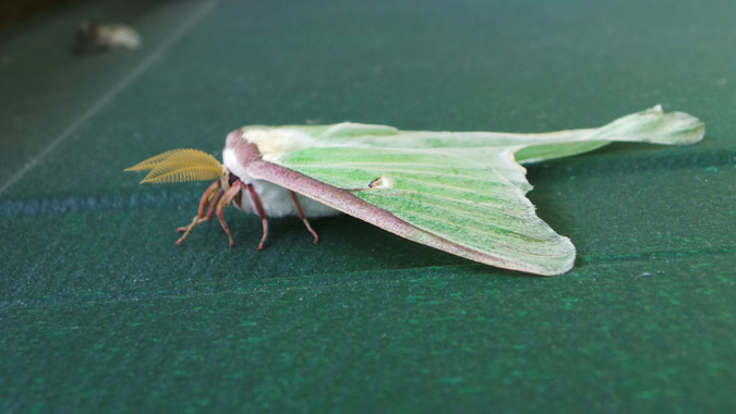 Luna Moth