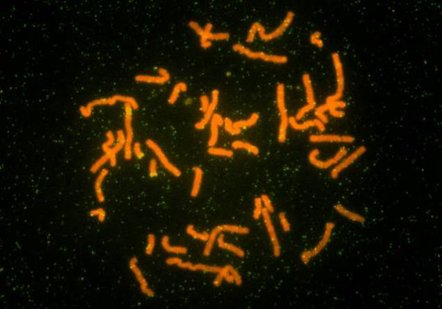 Yeast Chromosome