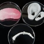 3D-Printed Organs